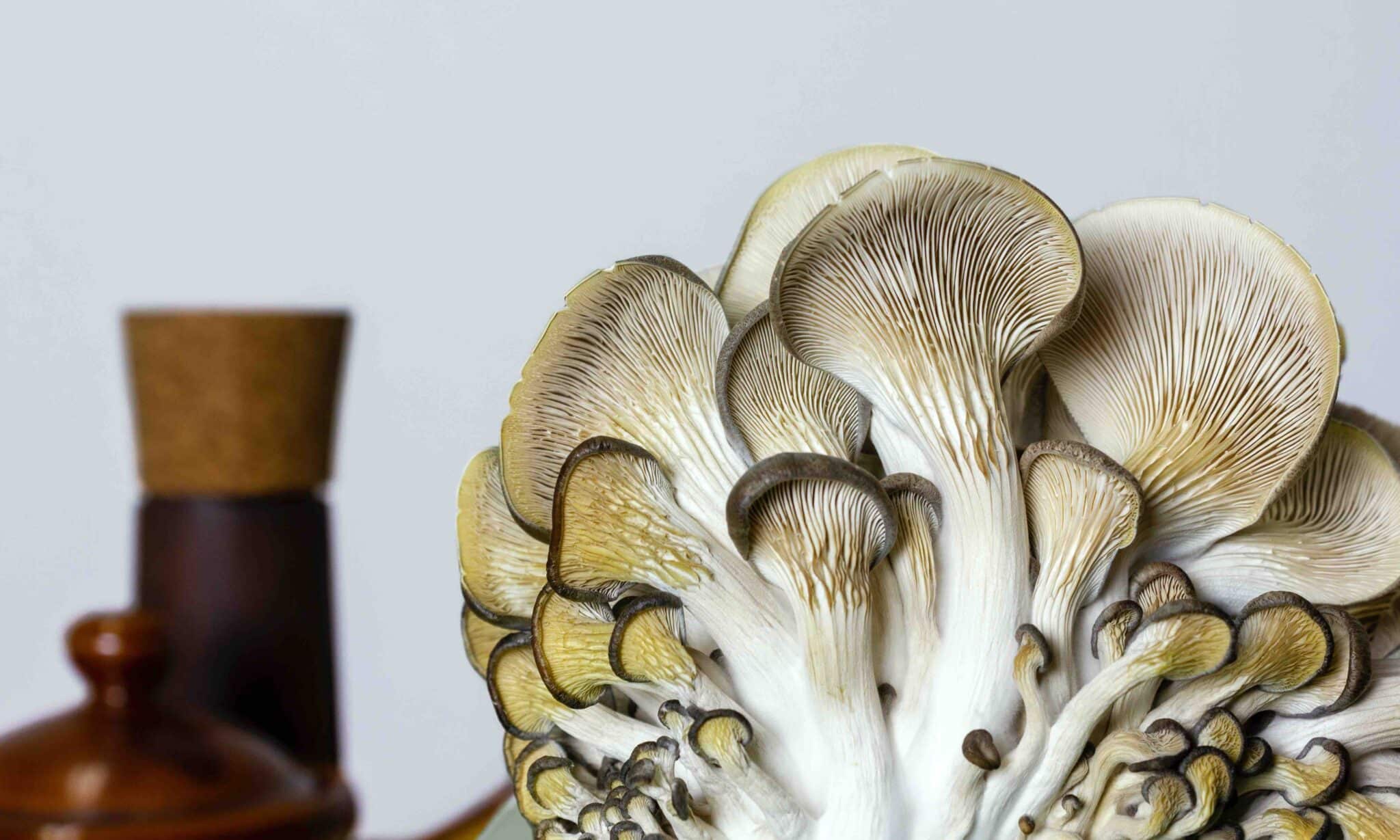 Eight Common Grocery Store Mushrooms and How to Use Them