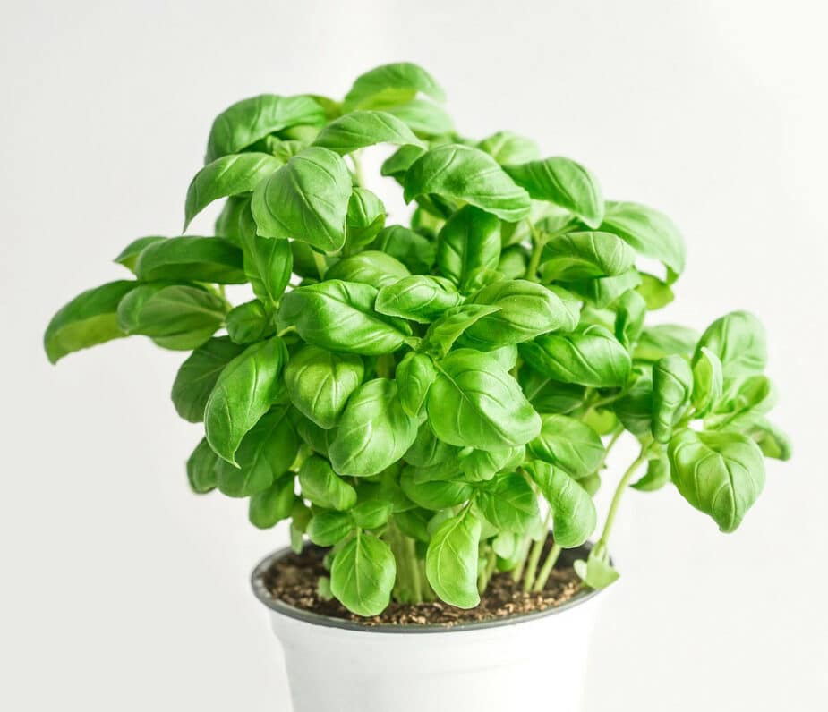 A white garden pot with a fully grown, bright green basil plant.
