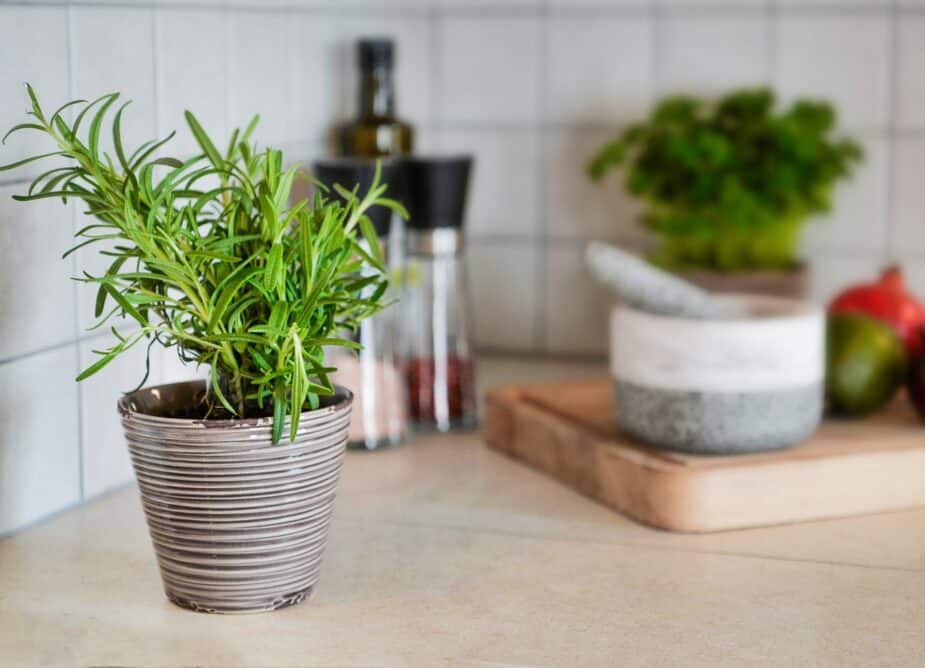 A pot of rosemary sitting on a kitchen counter with salt and pepper in the background.